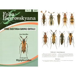 RIPIPHORIDAE