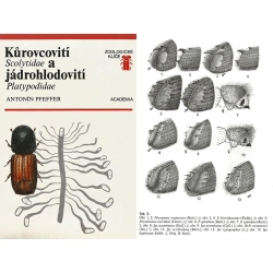 KUROVCOVITI Scolytidae A JADROHLODOVITI Platypodidae