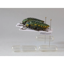 MIKROPROBÓWKA 0,1ml ŻELOWA