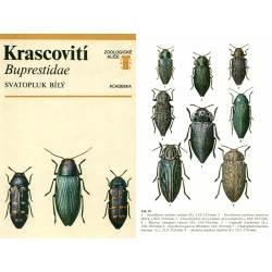 KRASCOVITI BUPRESTIDAE