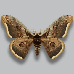 Saturnia pyri Pawica gruszówka