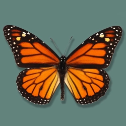 Danaus plexippus