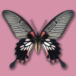 Papilio memnon