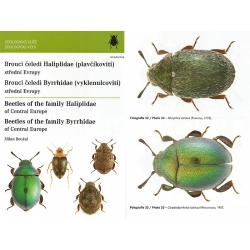 BEETLES OF THE FALILY HALIPLIDAE AND BYRRHIDAE OF CENTRAL EUROPE