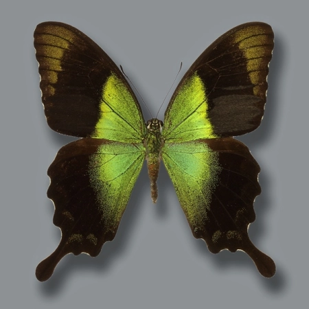 Papilio peranthus
