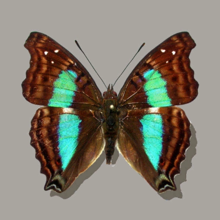 Dexocopa cherubina