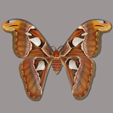 Attacus atlas