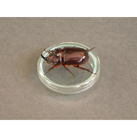SZALKA PETRIEGO 50mm
