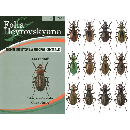 CARABINAE