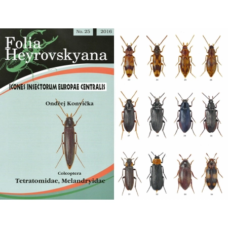 TETRATOMIDAE, MELANDRYIDAE
