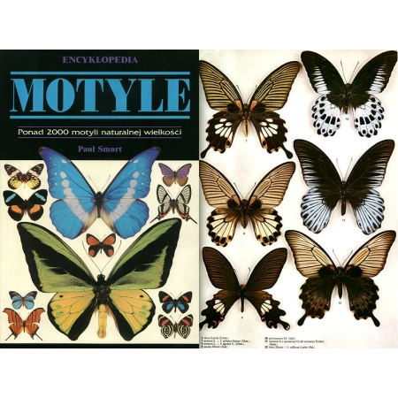 ENCYKLOPEDIA - MOTYLE