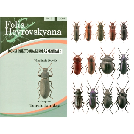 TENEBRIONIDAE