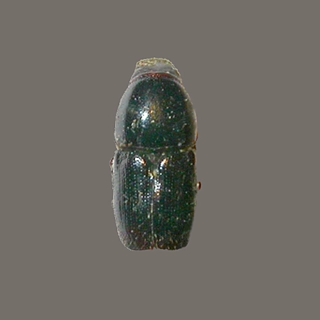Ogłodek jabłoniowiec