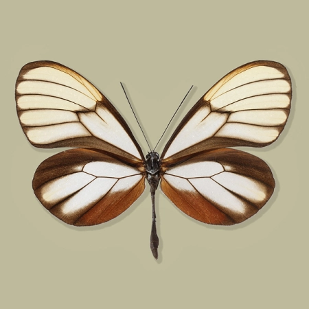 Godyris duillia