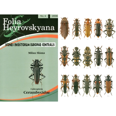 CERAMBYCIDAE