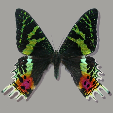 Urania rhipheus