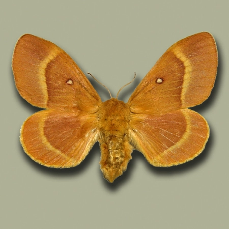 Barczatka dębówka