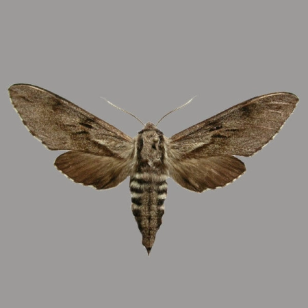 Zawisak borowiec