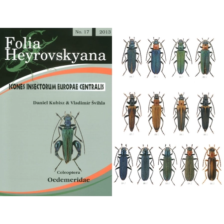 OEDEMERIDAE