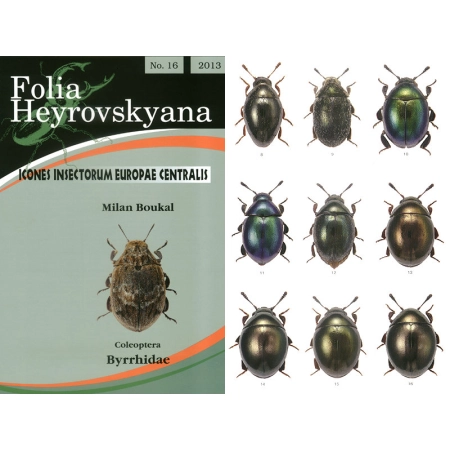 BYRRHIDAE
