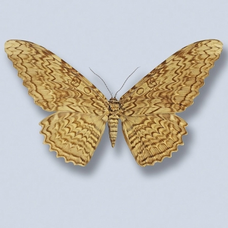 Thysania agrippina