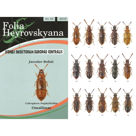 STAPHYLINIDAE: OMALIINAE