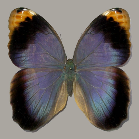 Caligo beltrao