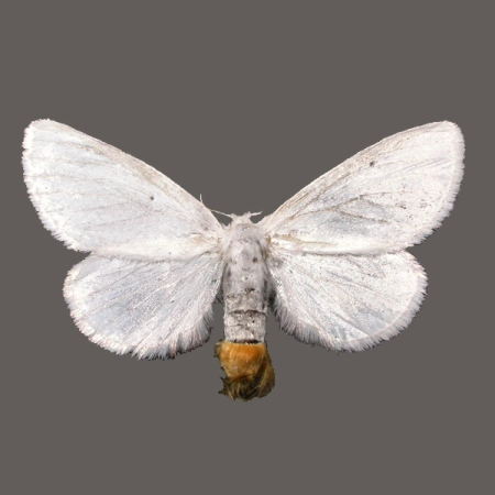Kuprówka złotnica