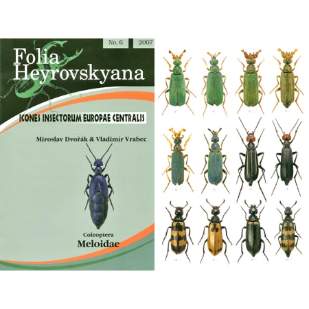 MELOIDAE