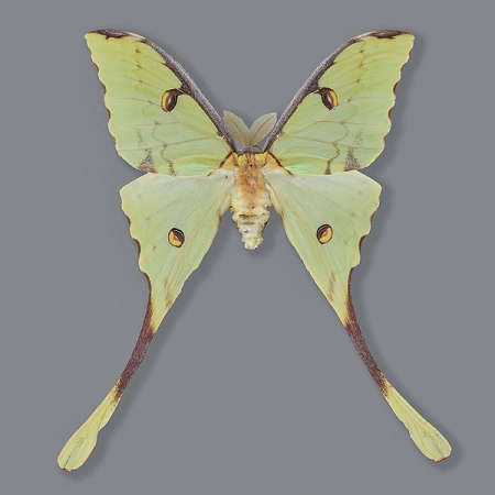 Argema mimosae