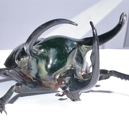 Chalcosoma atlas