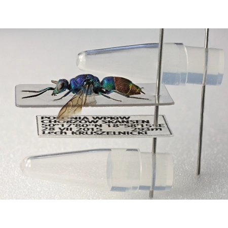 MIKROPROBÓWKA 0,06ml/100sztuk