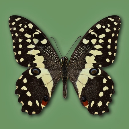 Papilio demodocus