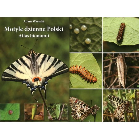 MOTYLE DZIENNE POLSKI - ATLAS BIONOMII