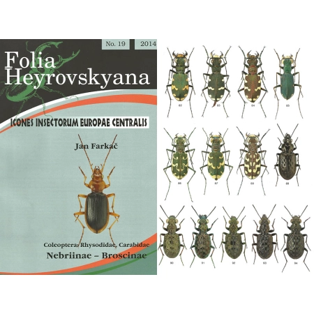 RHYSODIDAE, CARABIDAE; NEBRIINAE - BROSCINAE