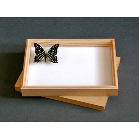 PUDŁO ENTOMOLOGICZNE Z WYKŁADZINĄ 24x18x6cm