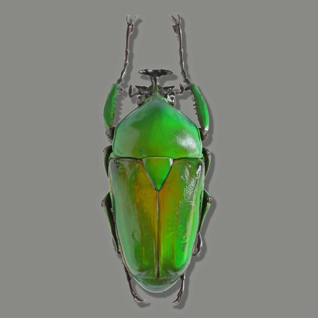 Dicronorrhina micans