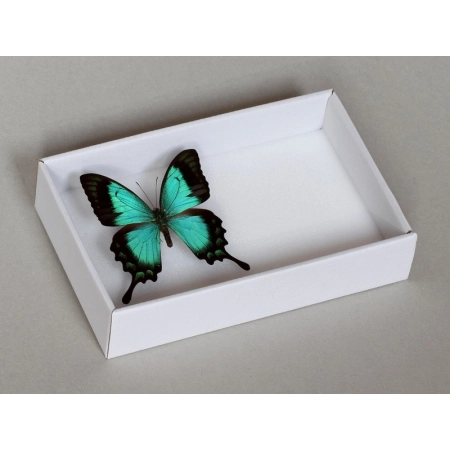 TACKA ENTOMOLOGICZNA 1/8 Z WYKŁADZINĄ