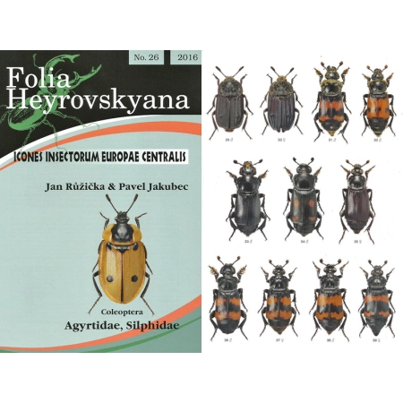AGYRTIDAE, SILPHIDAE