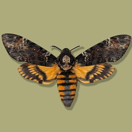 Acherontia atropos