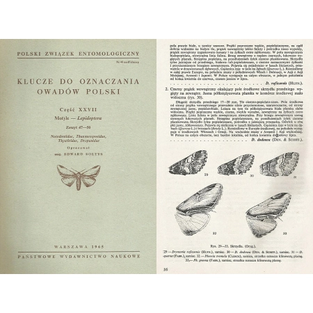 NOTODONTIDAE - THAUMETOPOEIDAE - THYATIRIDAE - DREPANIDAE