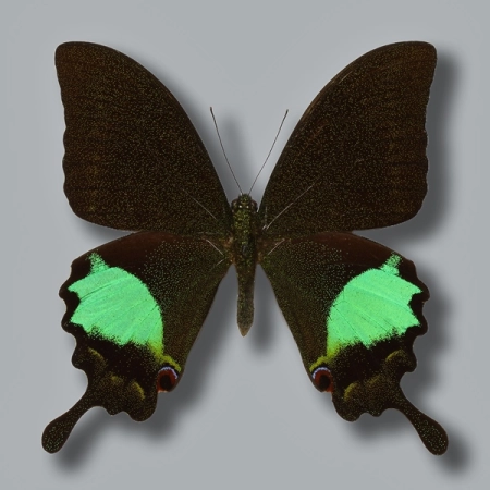 Papilio paris