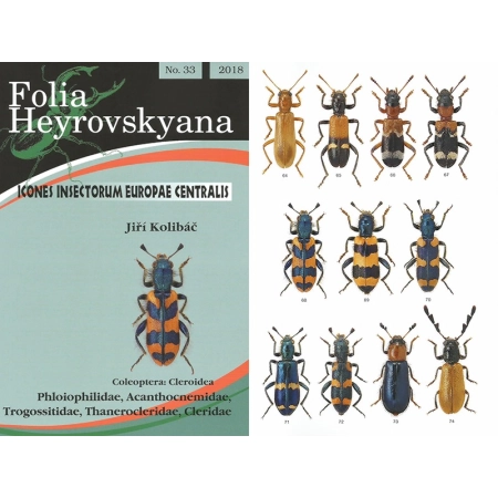 COLEOPTERA: CLEROIDEA