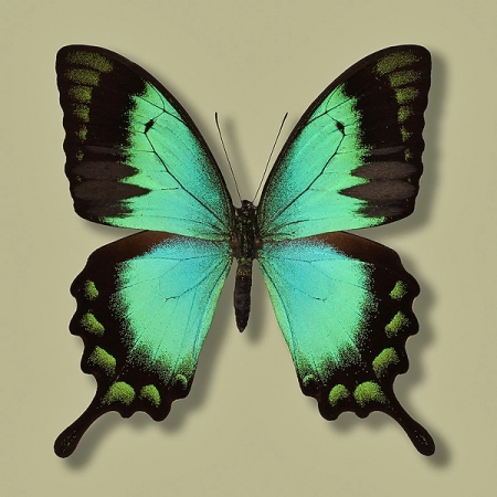 Papilio lorquinianus