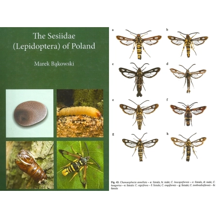 The Sesiidae (Lepidoptera) of Poland