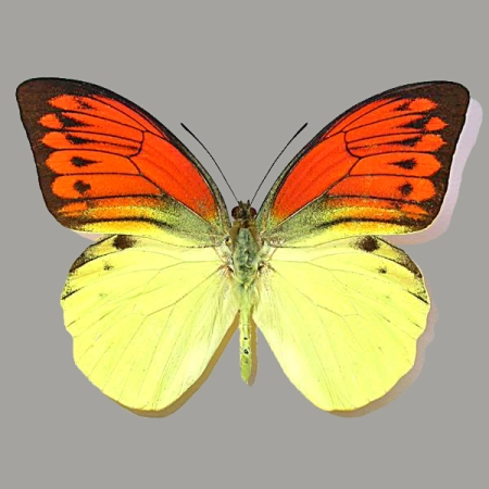 Hebomoia leucippe
