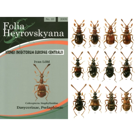 STAPHYLINIDAE: DASYCERINAE, PSELAPHINAE.