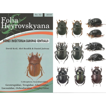 COLEOPTERA: SCARABAEOIDEA