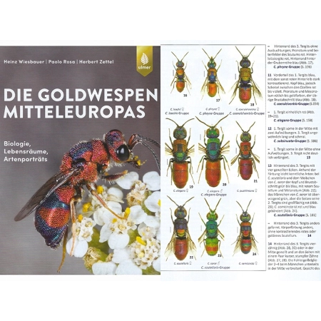 DIE GOLDWESPEN MITTELEUROPAS ZŁOTOLITKI EUROPY ŚRODKOWEJ