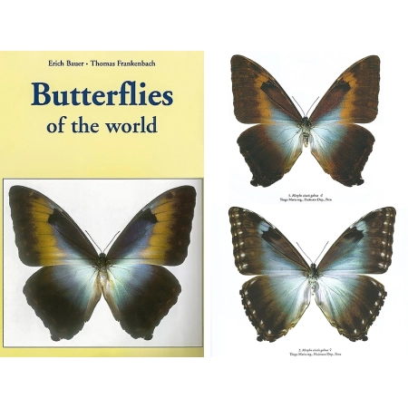 BUTTERFLIES OF THE WORLD MORPHO II